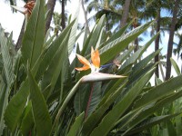 /album/oahu/a120625-1979-kerikdetailz-jpg/