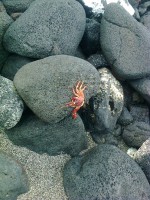 /album/big-island/a210627-mobile0147z-jpg/